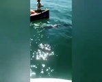أنثى دلفين تحاول إنقاذ صغيرها وهي تحتضر بعد تسرب نفطي قبالة موريشيوس