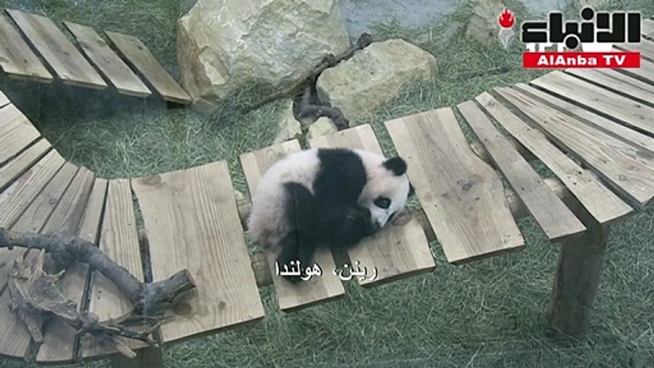 باندا