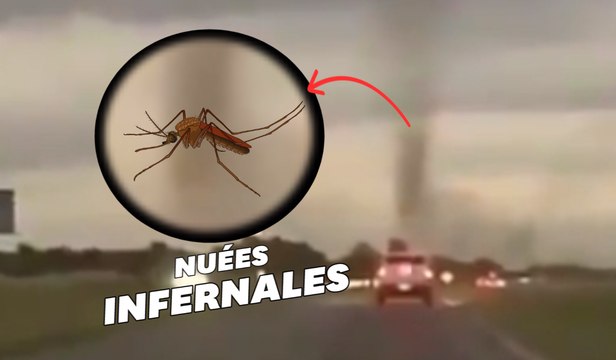 Des tornades de moustiques apparaissent en Argentine