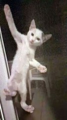 Kitten Scaling Screen Door Tumbles