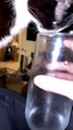 Cat Squeezes into Glass for a Drink