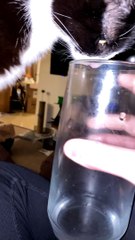 Cat Squeezes into Glass for a Drink
