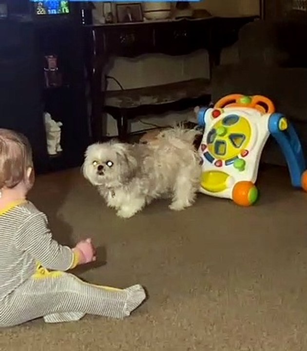 Grandson Loves Playing with Pup