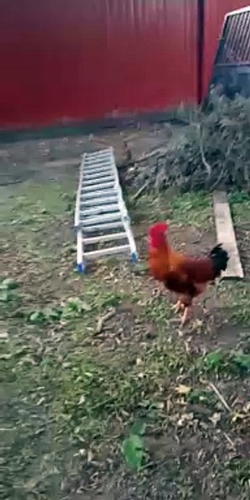 Rooster Charges at Young Boy