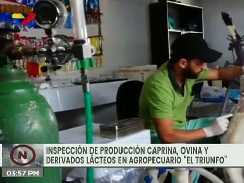 Agropecuario El Triunfo en Lara cuenta con 500 animales para impulsar la producción de ovinos