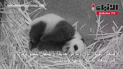 لقطات فريدة لصغير الباندا في حديقة واشنطن للحيوانات