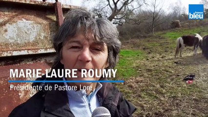 Installation de râteliers pour les pottok impactés par l'incendie de La Rhune