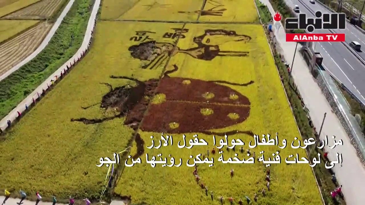 حقول أرز تستحيل أعمالا فنية في كوريا الجنوبية