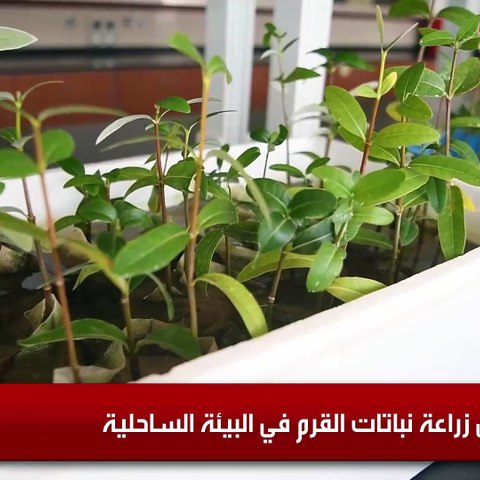 البيئة تجهز لزراعة 1800 شجرة قرم على البيئة الساحلية