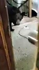 امرأة تطعم دبا ظهر على شرفة منزلها بيديها