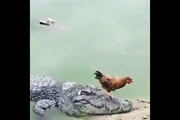 دجاجة تنجو من فكي تمساح بأعجوبة