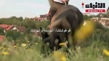 كلاب من البوسنة تكشف الألغام وتنقذ الأرواح في دول عدة بينها لبنان والعراق والصومال