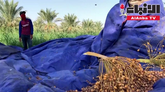 صاعود النخلة مهنة تراثية عراقية تواجه خطر الاندثار