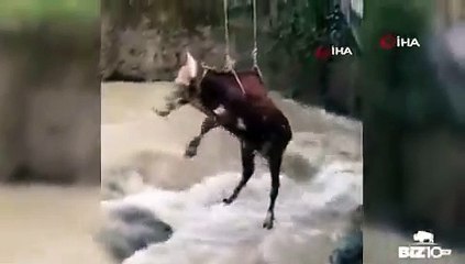لحظة إنقاذ بقرة عالقة في فيضانات شرقي تركيا (فيديو) - الجزيرة مباشر