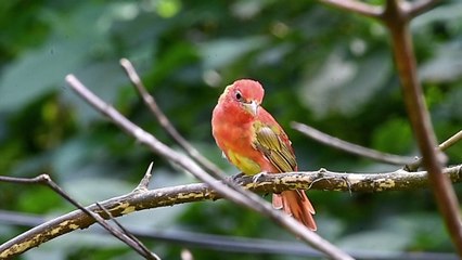 Fue realizada la primera expedición femenina sobre aves en Colombia