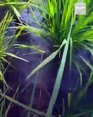 شاهد كيف يتم زراعة الأرز الحساوى الأحمر