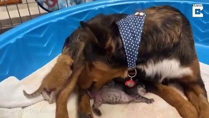Adorable Dog Adopts To Litter Of Kittens