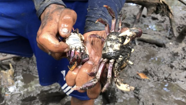 PEGANDO CARANGUEJO NO MANGUE DE ACAÚ EM PITIMBU
