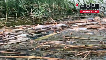 نفوق السمك بأهوار العراق والمربون يخشون من تسميم المياه ويلقون باللوم على مجموعات مسلحة