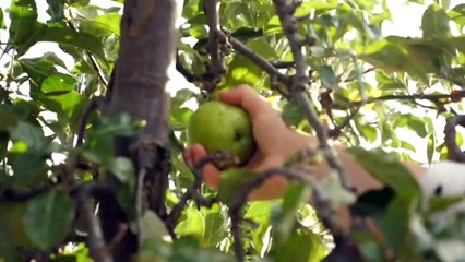 Volunteers reducing food waste by picking cemetery fruit
