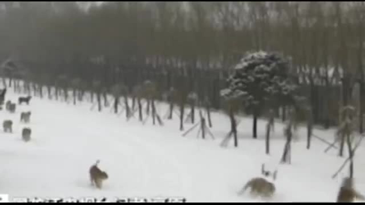 Tigers vs Drone: Siberian tigers destroy drone