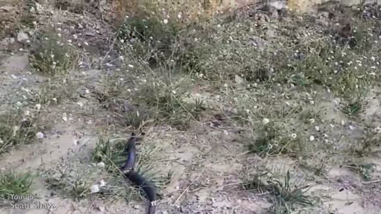 HORRIBLE: Two of the world's deadliest reptiles fight to the death
