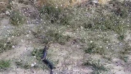 HORRIBLE: Two of the world's deadliest reptiles fight to the death