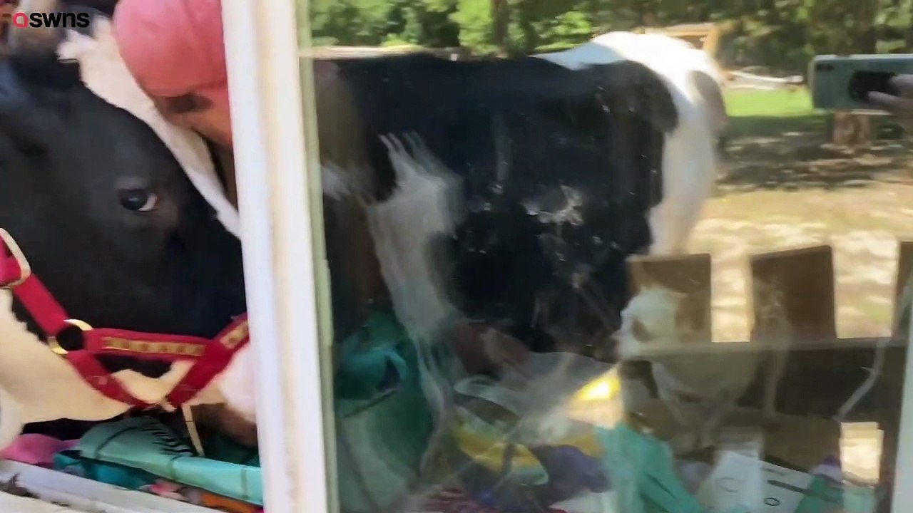 Cow impatiently calls at a farmers window for a hug and a kiss every morning - SWNS