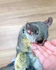 حيوان الغلاغو أليف لا يتوقف أبدا عن الذهول