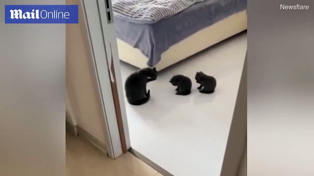 Adorable kittens mimic their mother as they wash their faces