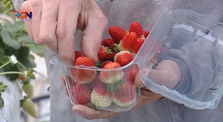 mqn-Consumo de fresas aumentó debido a la Pandemia -250221