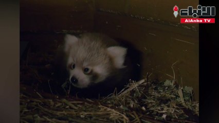 ولادة دب باندا من فصيلة نادرة بفرو أحمر