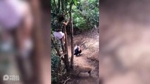 Wild Pig Chases Woman Up Tree