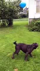 Mia the Dog Chomps at Bouncing Balloon