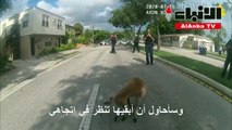حيوان كنغر يفر من صاحبه ويزرع الفوضى في فلوريدا