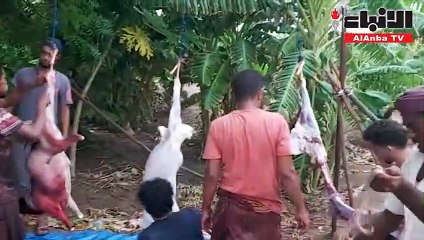جمعية السلام انتهت من نحر 2850 أضحية داخل الكويت وخارجها