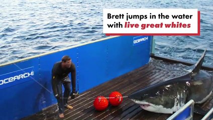 Shark wrangler jumps in with live great whites - New York Post
