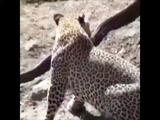 ضربة مباغتة تحسم معركة بين فهد وثعبان ضخم