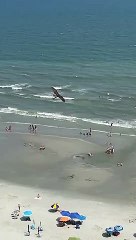 Osprey Carries Away Huge Fish as Myrtle Beach Tourists Watch On