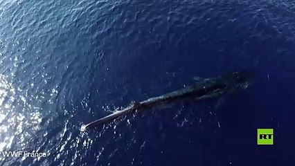 حوت بلا ذيل في المتوسط