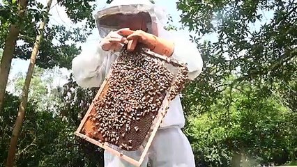 Agrotóxico apontado como causa da morte de milhares de abelhas