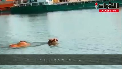 ناقة تسبح في ميناء الشويخ و«الإطفاء» لم يرد لنا بلاغ