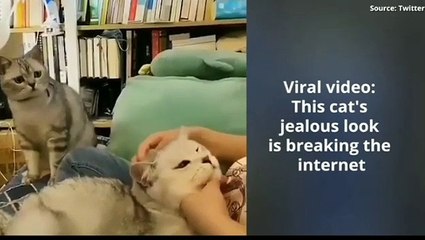 This cats jealous look is breaking the internet