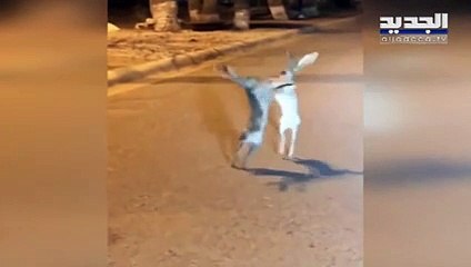 مباراة حقيقية في الملاكمة بين الأرانب وسط الطريق