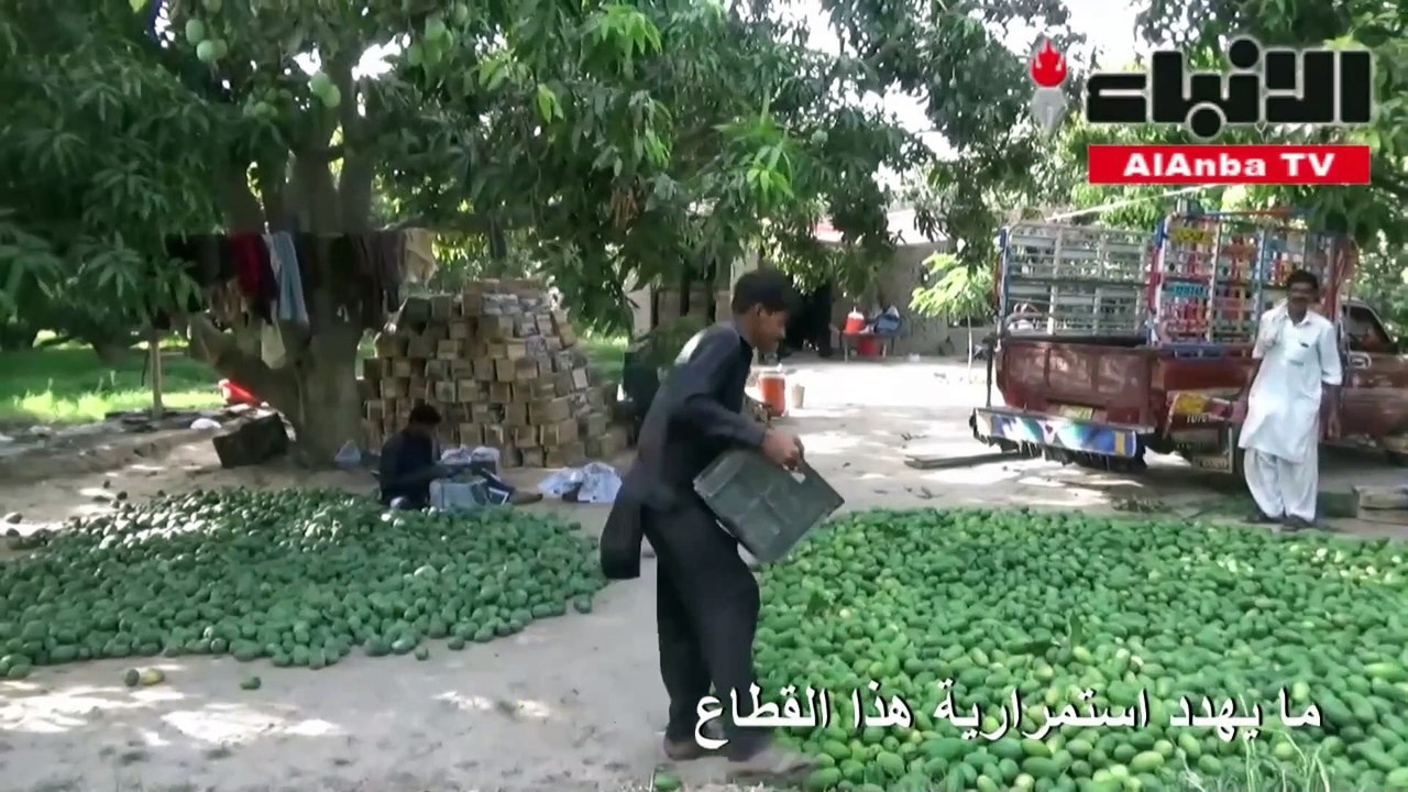 استمرارية زراعة المانغا في باكستان مهددة بعد سنة كارثية بسبب كورونا