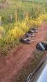 Roadside Anaconda Gets Rowdy - ViralHog