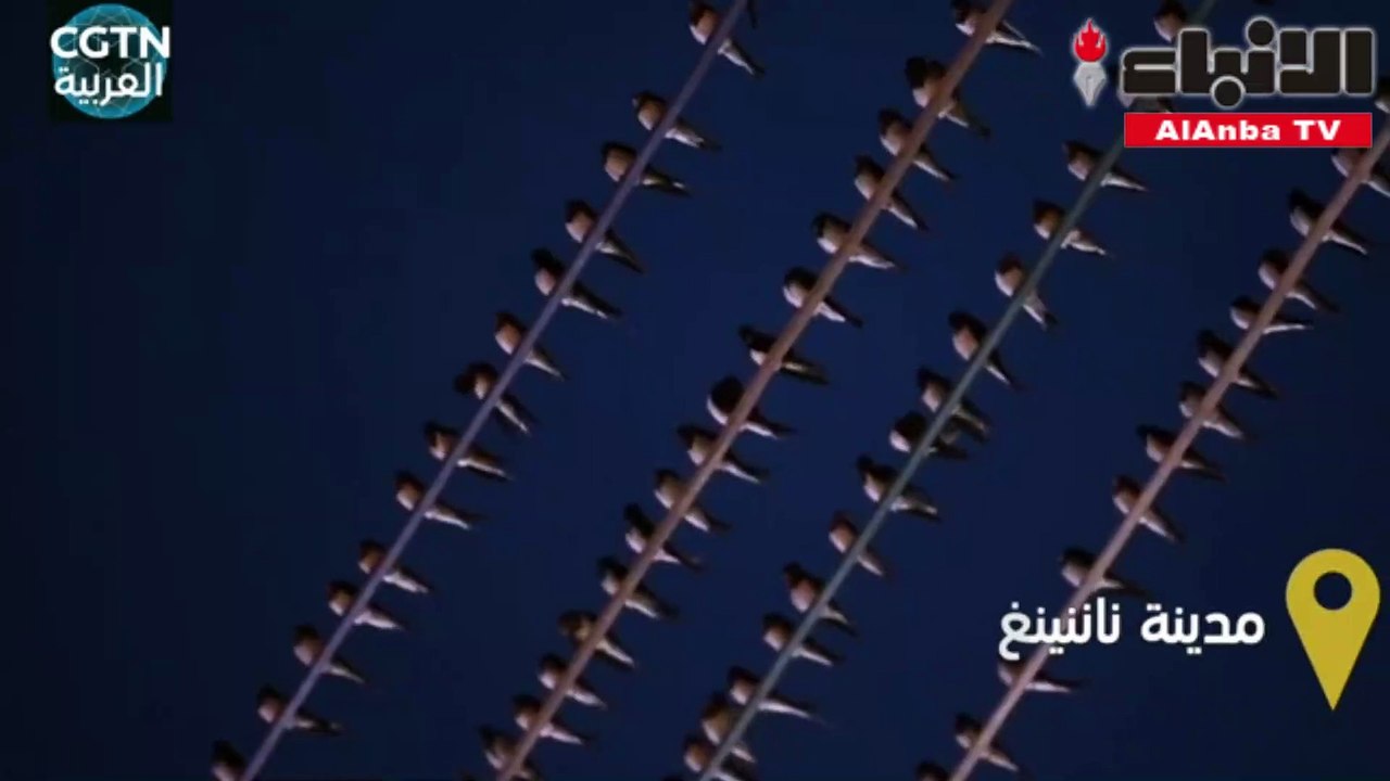 طيور