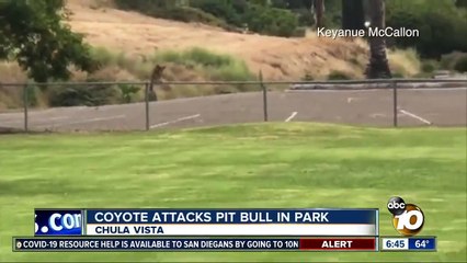 شاهد ماذا فعل أقوى كلب في العالم أمام ابن آوى - دنيا الوطن