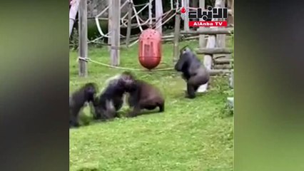 شاهد ردة فعل غوريلا تجاه “غوريلا رضيع “سقط من على ظهر والدته أثناء شجار بين القطيع!