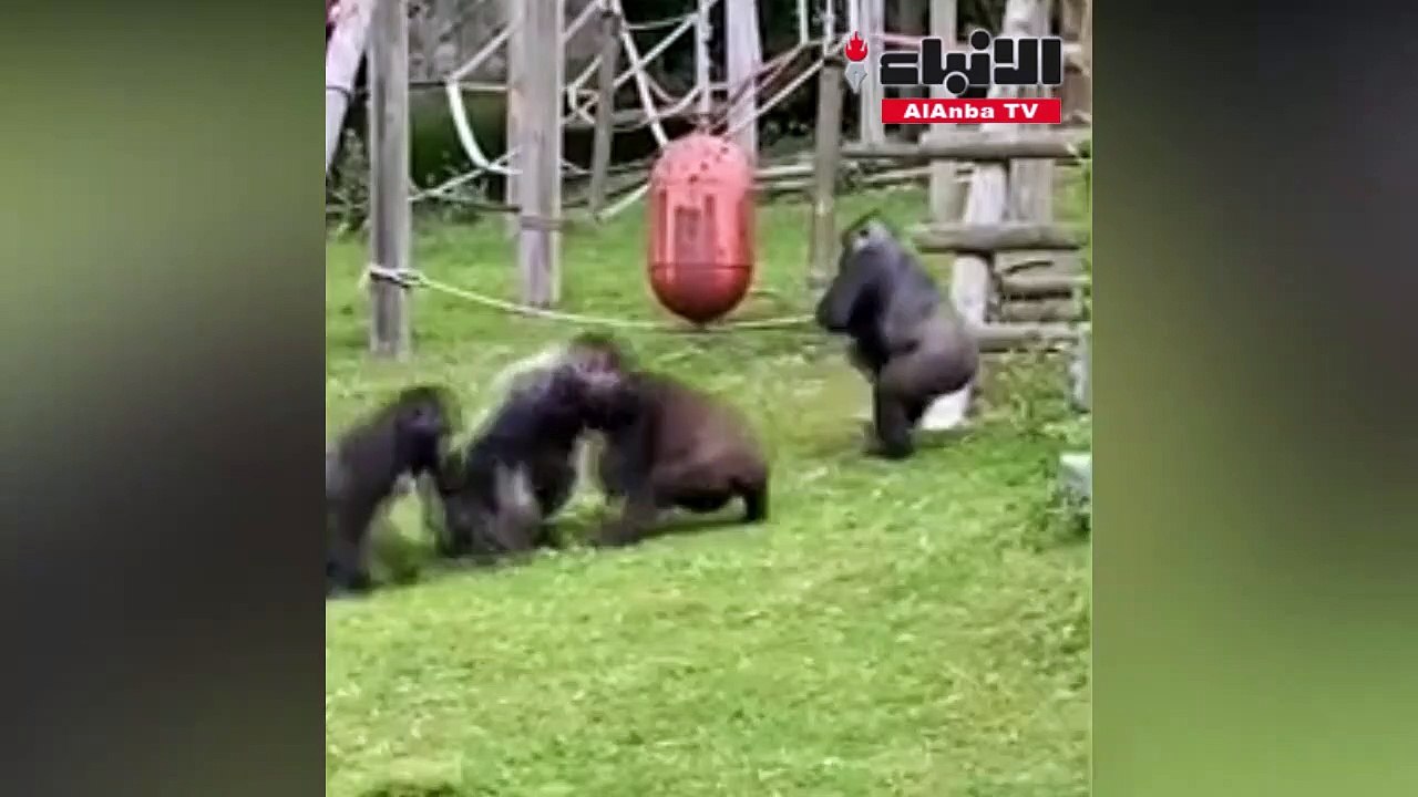 شاهد ردة فعل غوريلا تجاه “غوريلا رضيع “سقط من على ظهر والدته أثناء شجار بين القطيع!